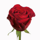 Eros!® rose plant
